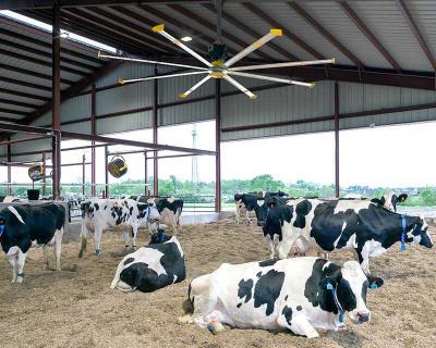 مروحة إتش في إل إس